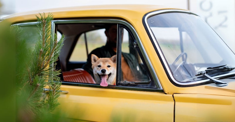 Top Pet-Friendly Car Accessories in India: Keep Your Pets Safe and Comfortable