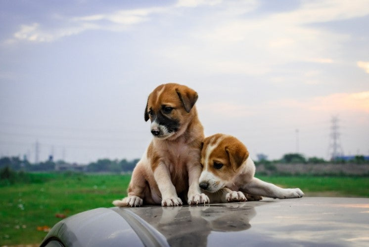 How to Prevent Car Damage from Stray Animals